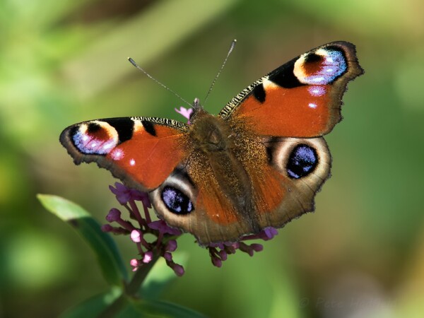 Peacock