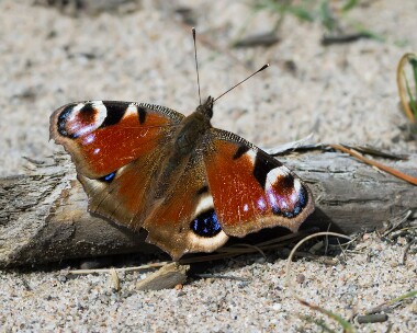 peacock160411 Peacock Ballaghennie, Isle of Man