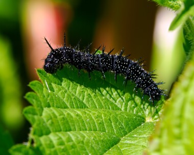 peacockcaterpillar220624 Peacock caterpillar Ripple, Gloucestershire