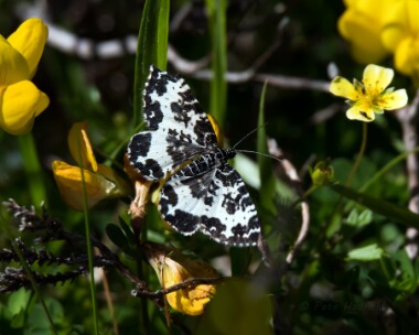 argentsable240618 Argent and Sable Loch Loyne, Scotland