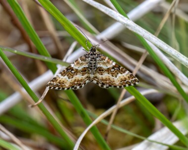 smallargentsable150625s Small Argent and Sable Kinloch Laggan, Scotland