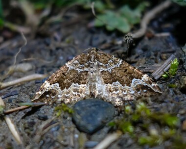 watercarpet060518 Water Carpet Dalby Mountain, Isle of Man