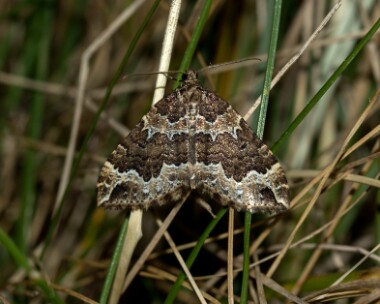 watercarpet070517 Water Carpet Eary Cushlin, Isle of Man