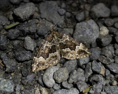 watercarpet300521 Water Carpet Dalby Mountain, Isle of Man