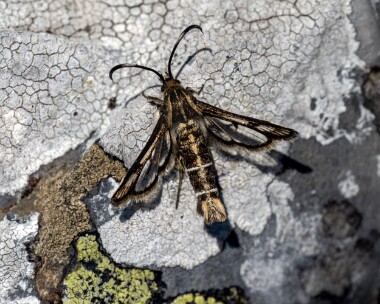 thriftclearwing280523 Thrift Clearwing Derbyhaven, Isle of Man