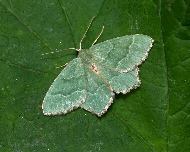 commonemerald110714 Common Emerald Curraghs, Isle of Man