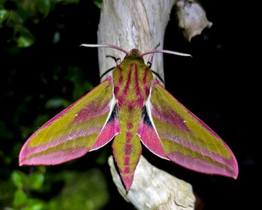 APC_E0057 Elephant Hawkmoth Douglas, Isle of Man
