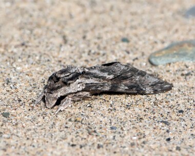 convolvulushawkmoth100916 Convolvulus Hawkmoth Smeale, Isle of Man