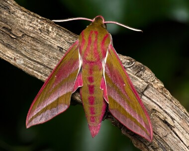 elephant240526s Elephant Hawk-moth Ballaugh Curraghs, Isle of Man
