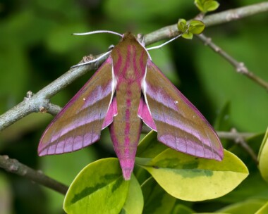 elephanthawkmoth270617 Elephant Hawk Moth Buriton, Hampshire
