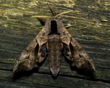 eyedhawkmoth080613 Eyed Hawkmoth Ballaugh Curraghs, Isle of Man