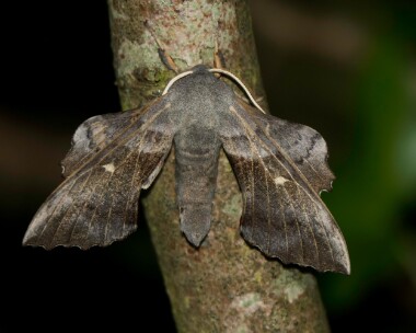 poplarhawkmoth130621 Poplar Hawkmoth Douglas, Isle of Man