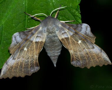 poplarhawkmoth150613 Poplar Hawk-moth Greeba, Isle of Man