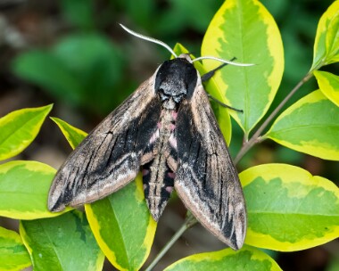 privethawkmoth270617 Privet Hawk Moth Buriton, Hampshire