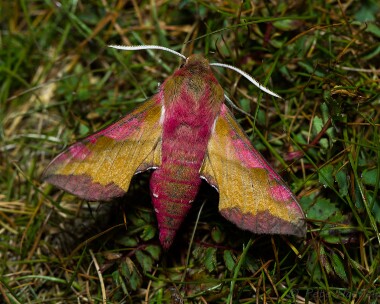 smallelephanthawkmoth120713 Small Elephant Hawk-moth Ballaghennie, Isle of Man