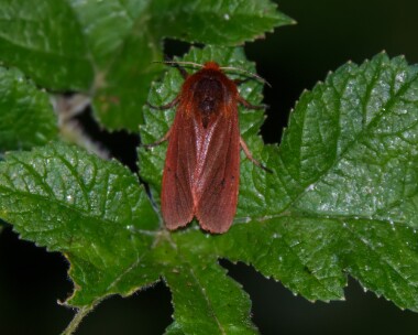 rubytiger250721 Ruby Tiger West Baldwin, Isle of Man