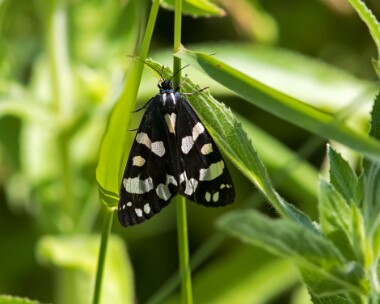 scarlettiger060717 Scarlet Tiger, Newport Wetlands, South Wales