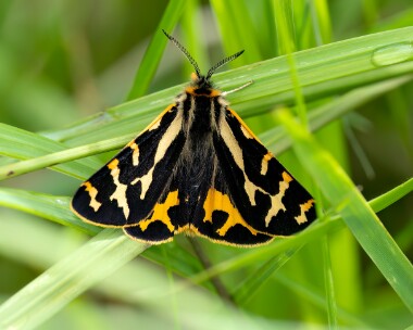 woodtiger280623 Wood Tiger Loch Quoich, Scotland
